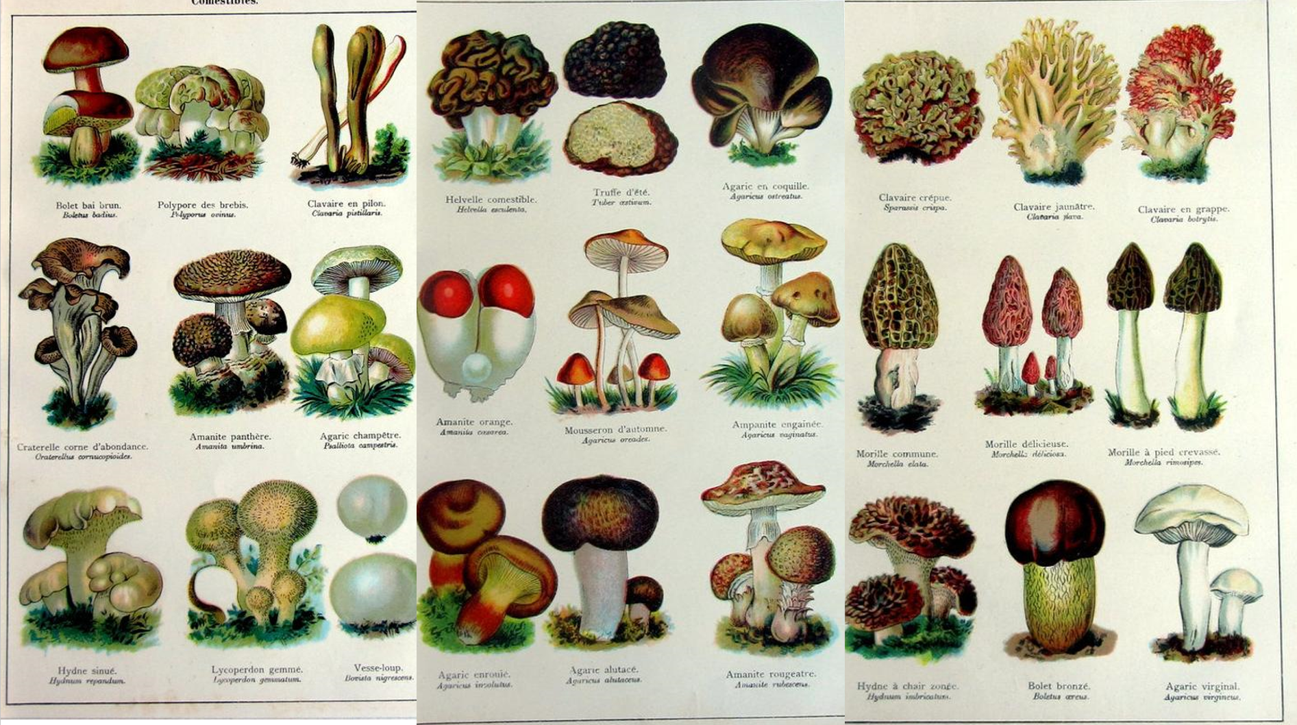 Masters Part 5:Mushroom charts – deathlake